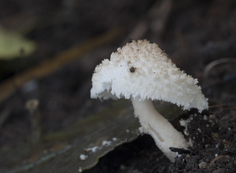 Cystolepiota hetieri